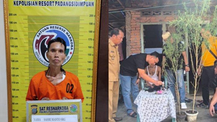 Tanam 2 Pohon Ganja di Samping Rumah untuk Di jual Kembali, Pria di Padangsidimpuan Di sergap Polisi