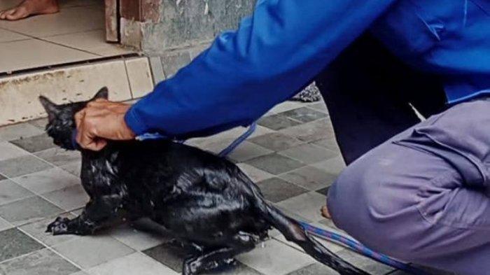 Arti Mimpi Kucing Mati, Ternyata Bawa Keberuntungan
