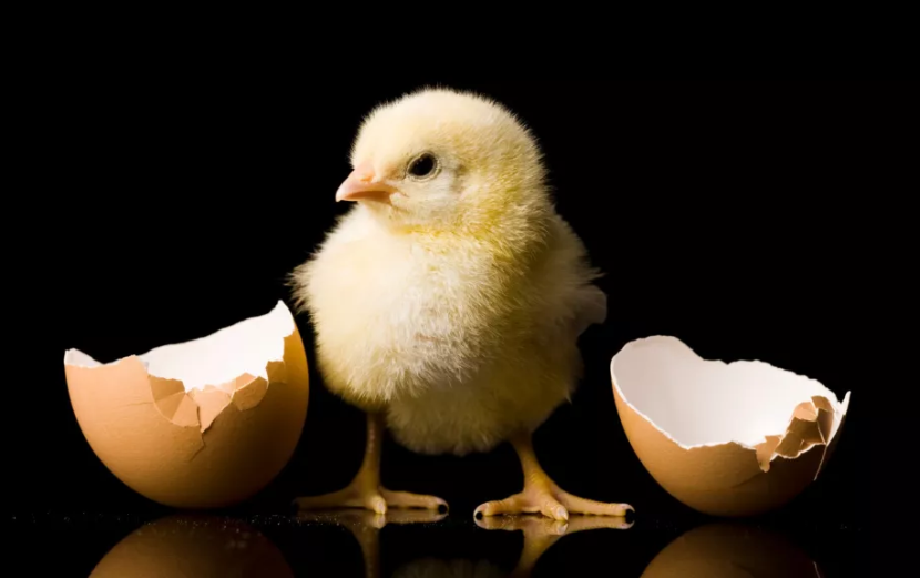 Duluan Mana Ayam atau Telur? Ahli Biologi Punya Teori Baru