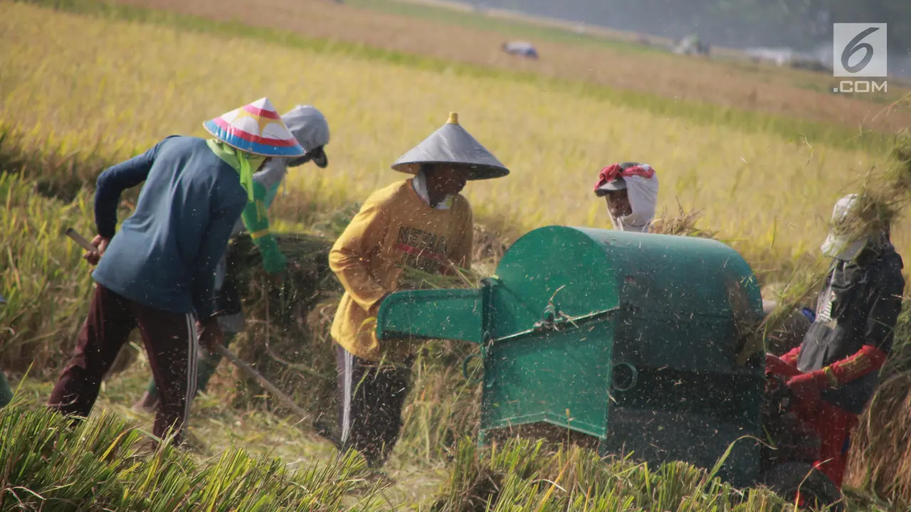 Petani Kini Bisa Panen 4 Kali Setahun