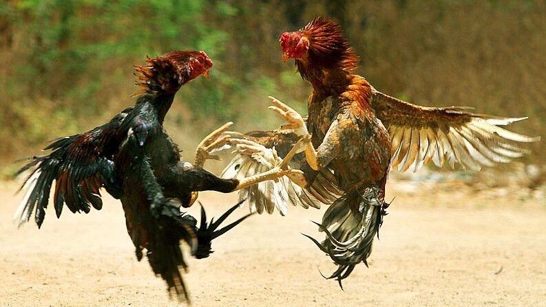 Cara bermain SABUNG AYAM